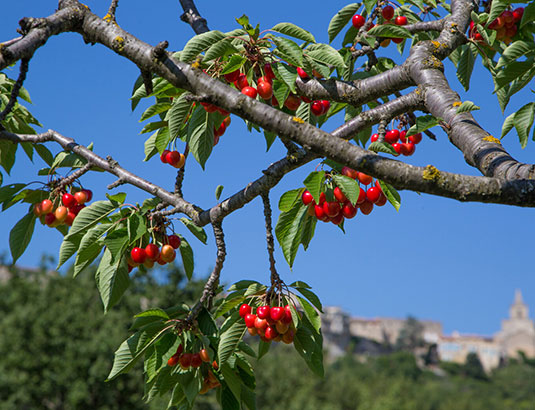 Cherries