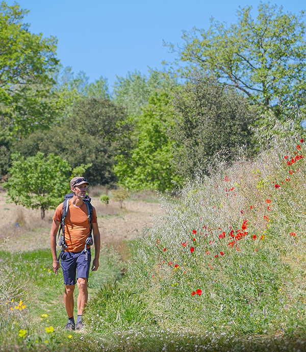 Entre Vaugines et Cucuron