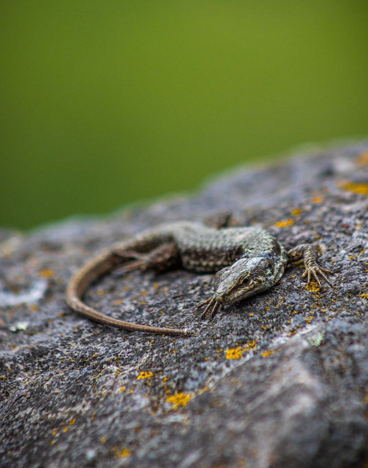 Biodiversity to Protect